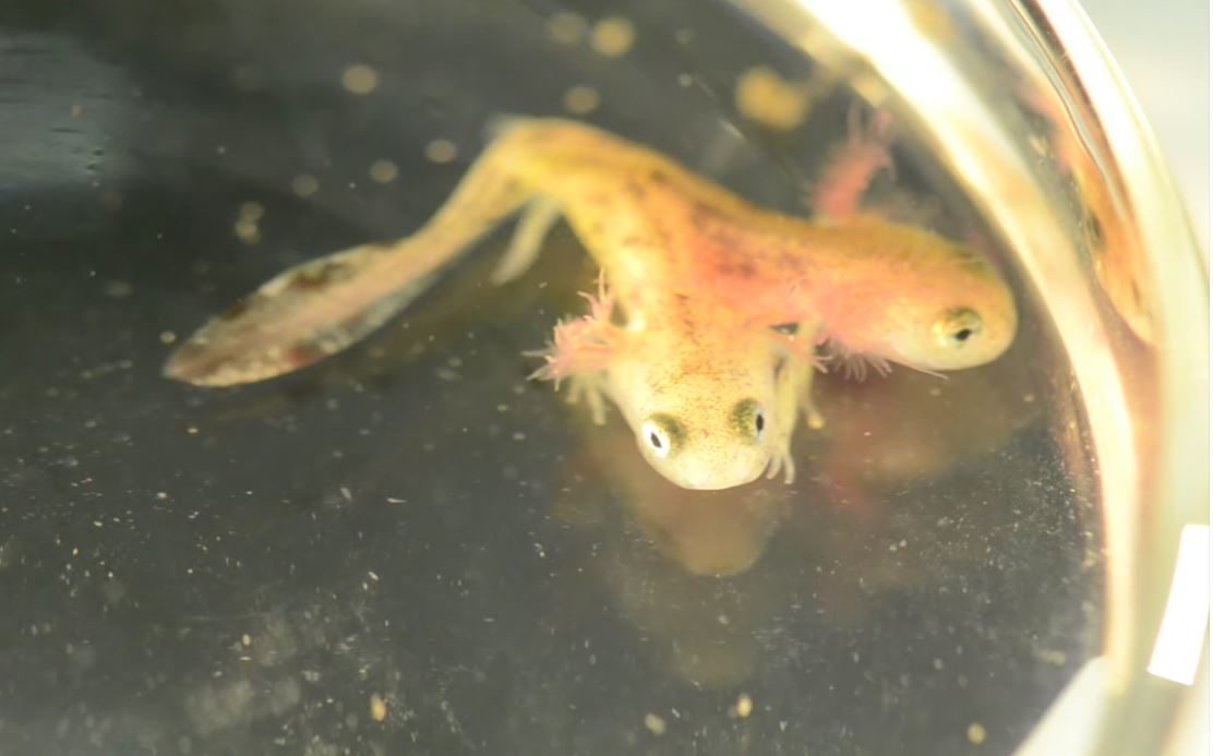 Two-headed fire salamander