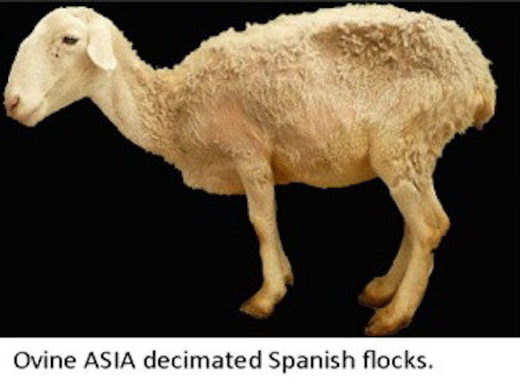 Click to enlarge sheep
