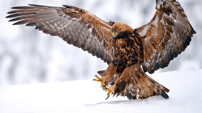 golden eagle