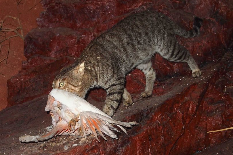 Click to enlarge cat bird