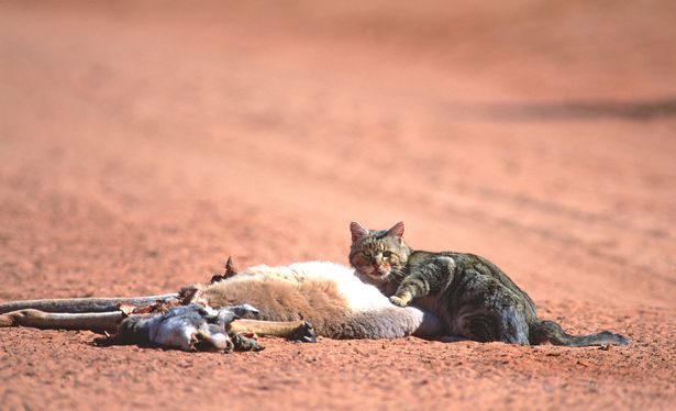 Click to enlarge cat prey predator