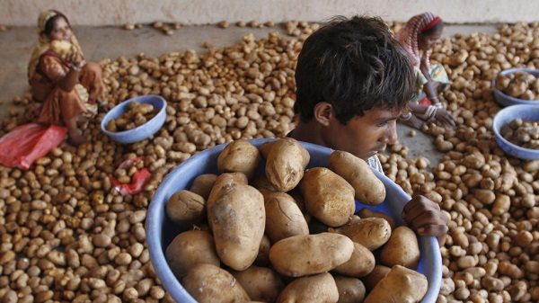 Potato farmer