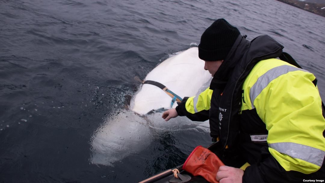 Russia beluga whale harness Norway
