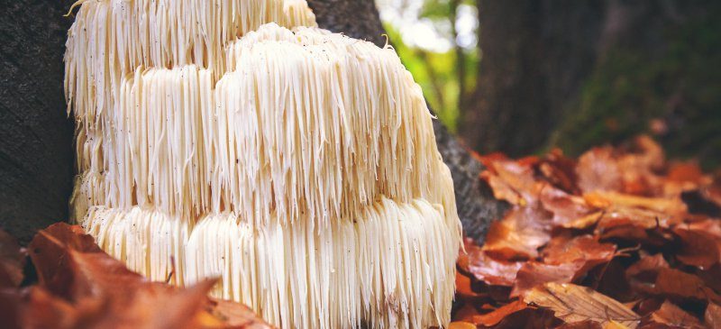 lions mane