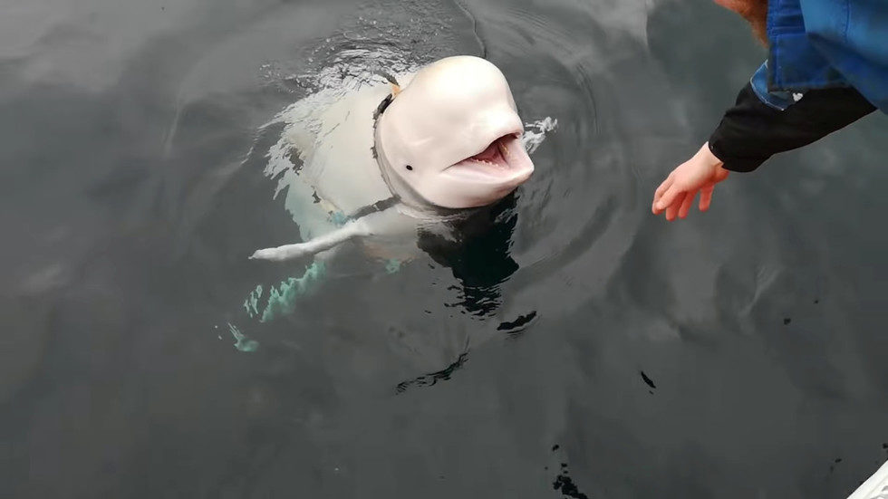 russian whale