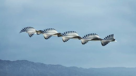 Click to enlarge Flying