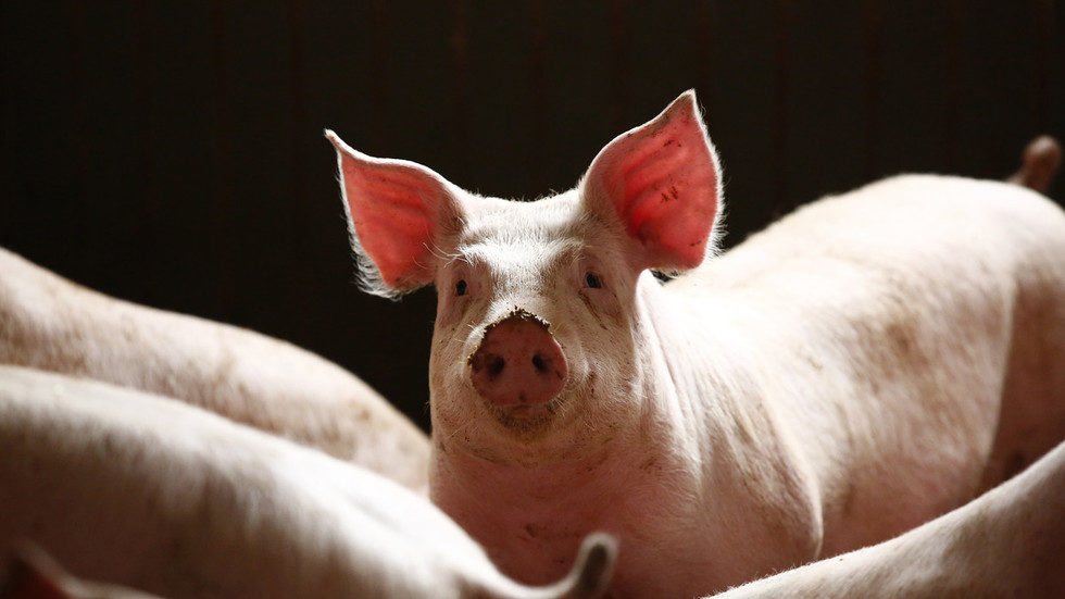Click to enlarge pig cute