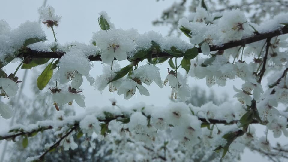 snow