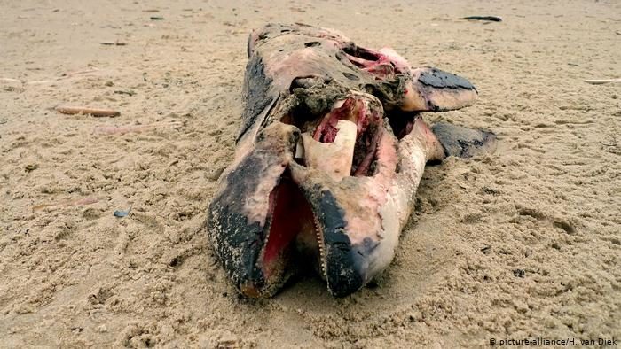 dead dolphin