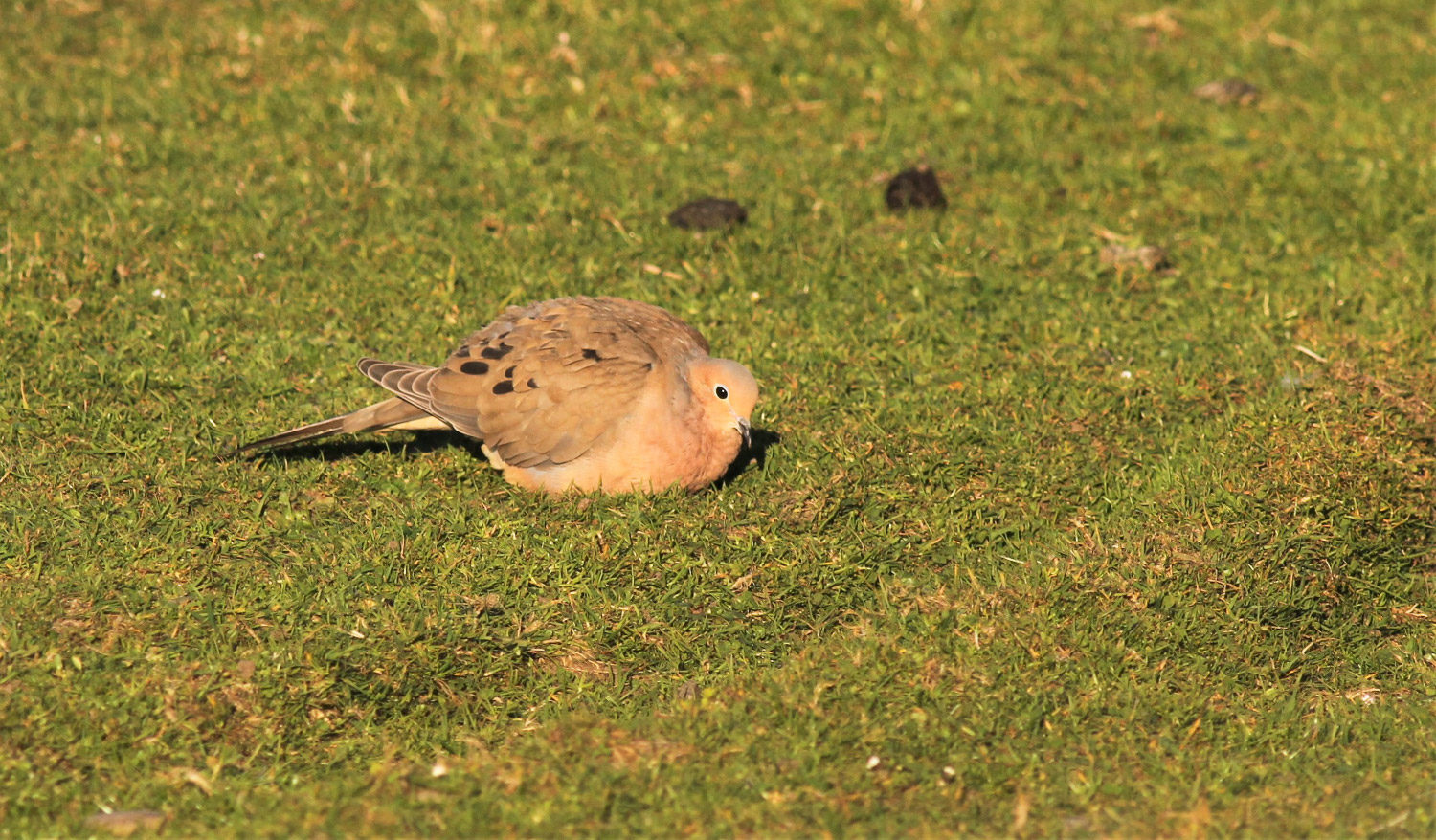 Clearly exhausted, the Mourning Dove barely moved from the same small patch of grass by the lighthouse all afternoon (Simon Davies/NRBO