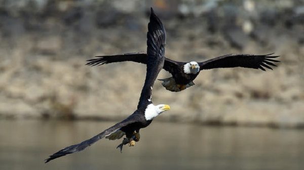 Bald eagles at the Conowingo Dam