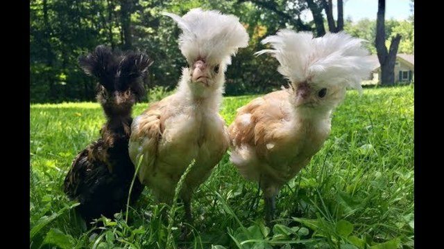 CHICKEN