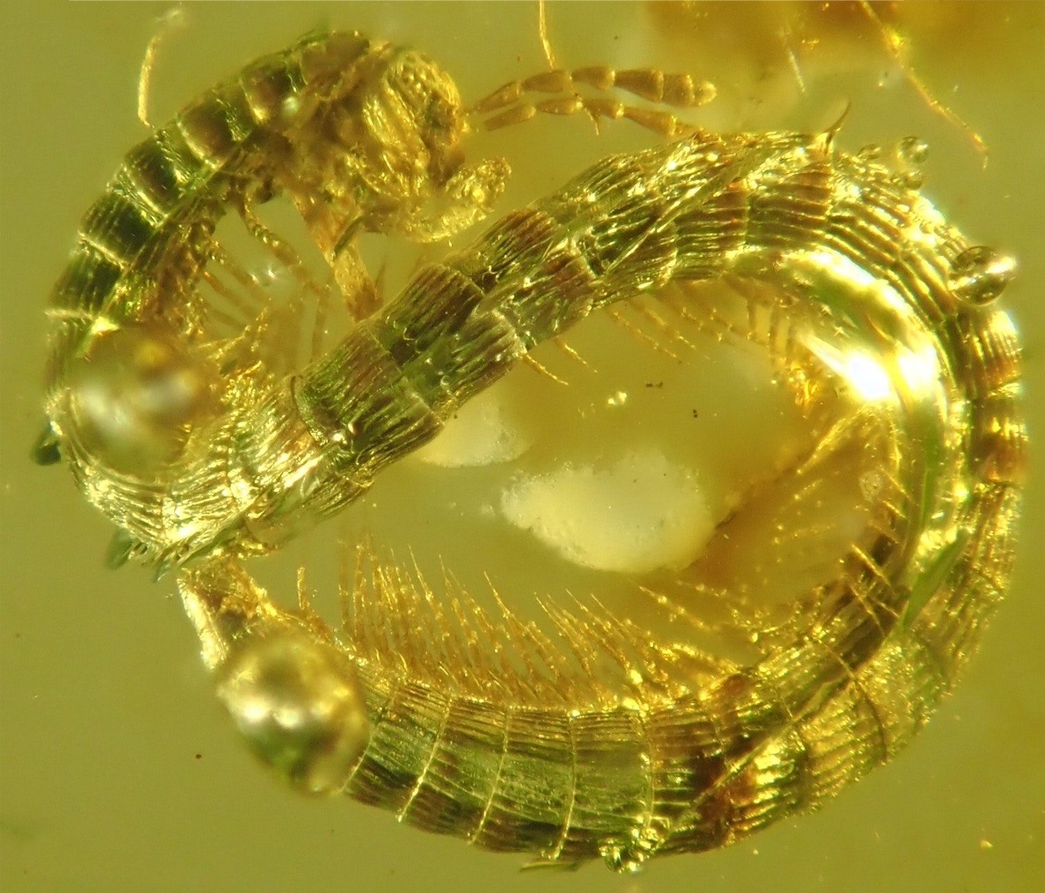 millipede amber