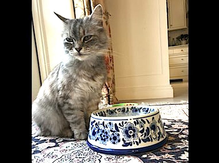 cat Diamond