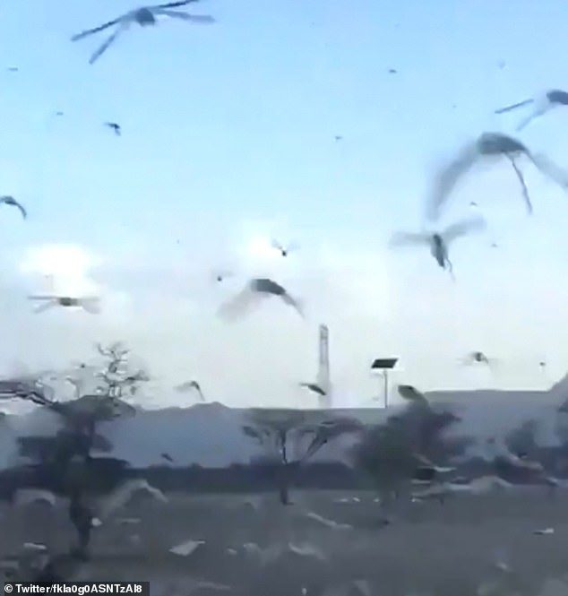 Saudi Arabia locust swarms