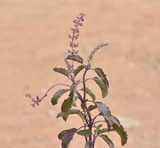 Rama Tulsi (Holy Basil Plant)