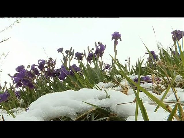 snow