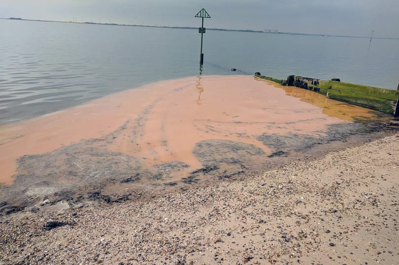 Click to enlarge Orange algae kent