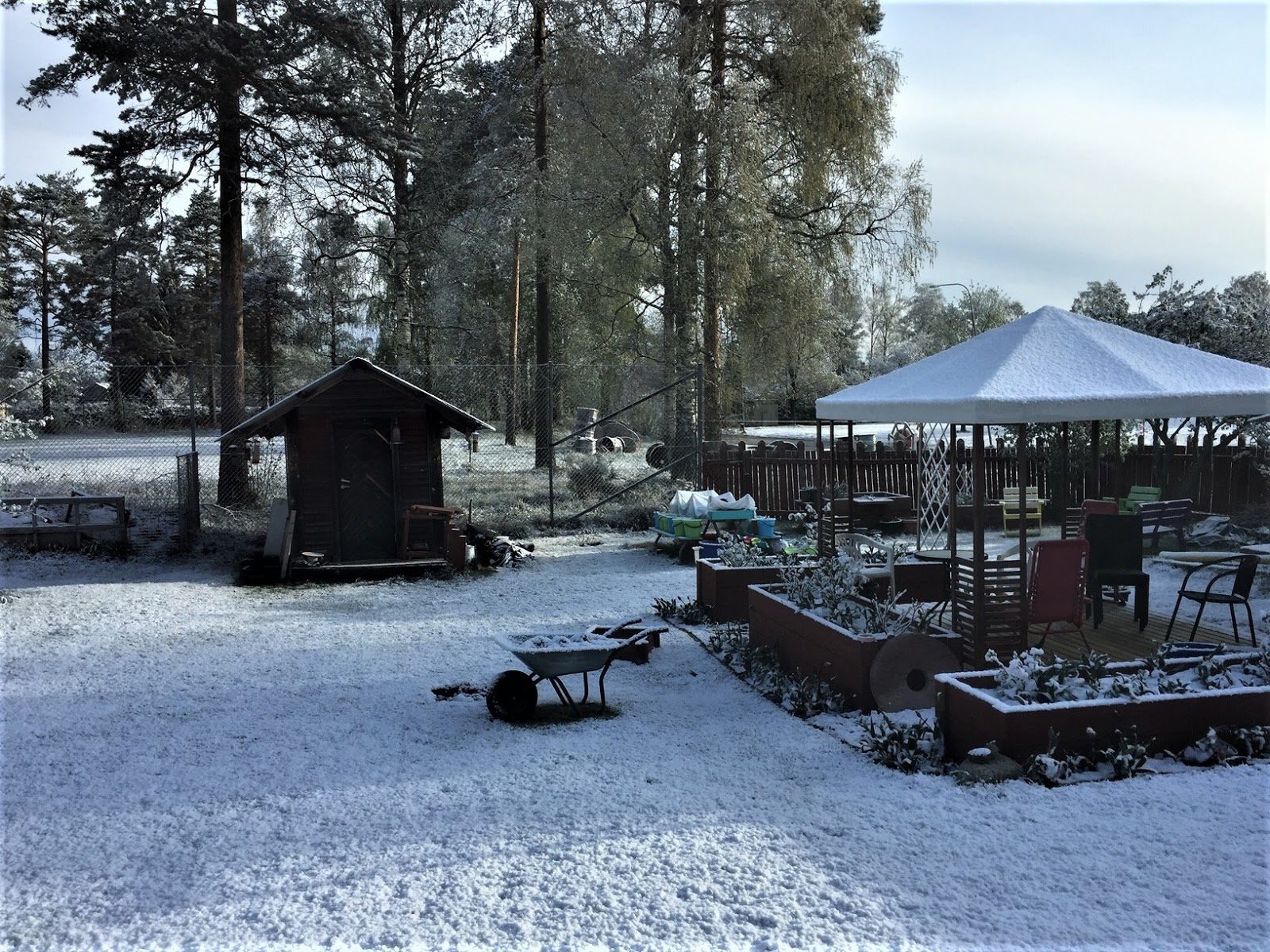 Click to enlarge May 4, Sweden (Hällefors)