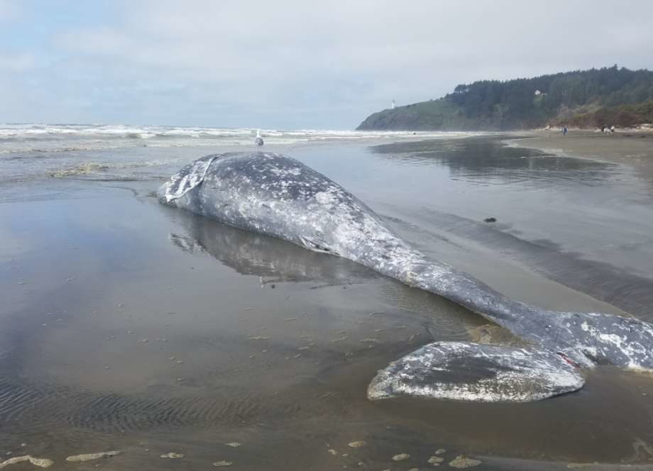 Stranded dead gray whale May 4 at Cape Disappointment