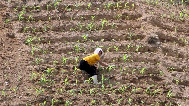 Click to enlarge north korea farm