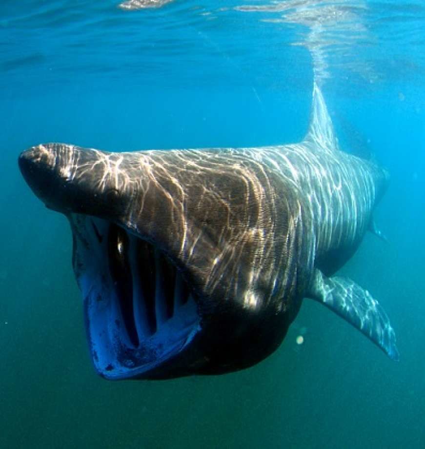 Click to enlarge basking shark