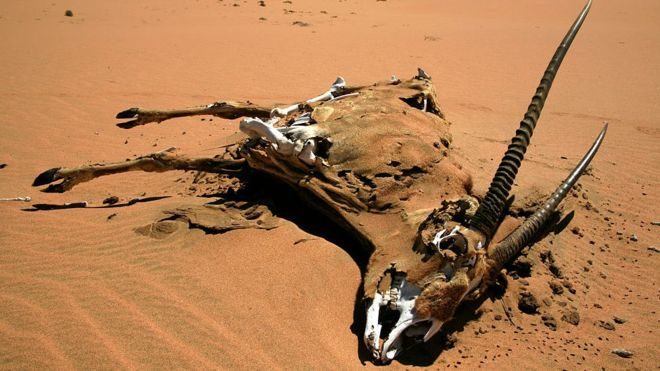 Click to enlarge Namibia drought