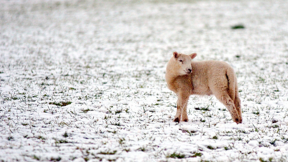 snow