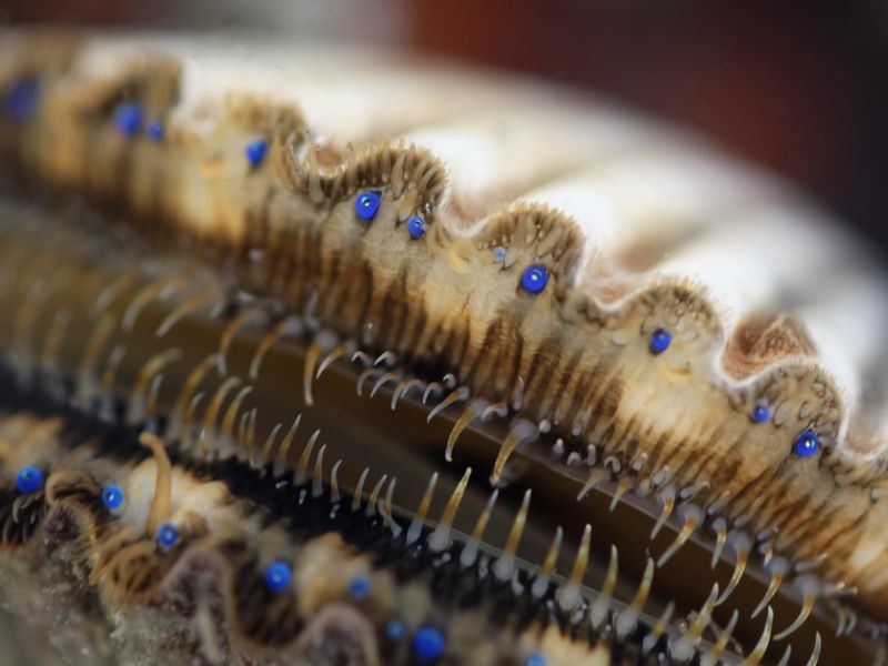 Scallops can have up to 200 eyes