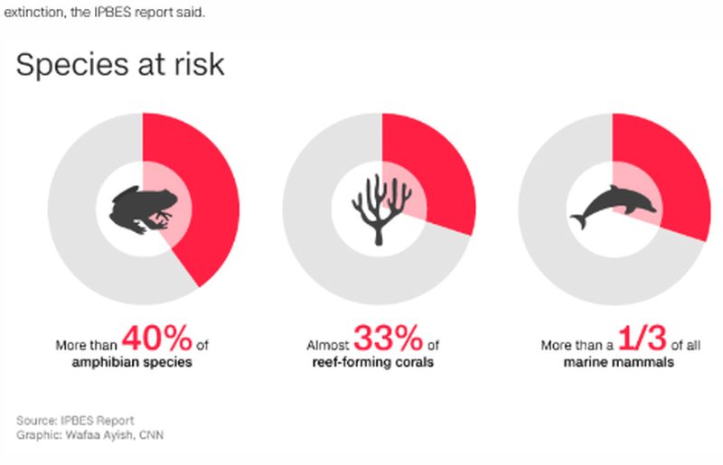 species at risk of extinction