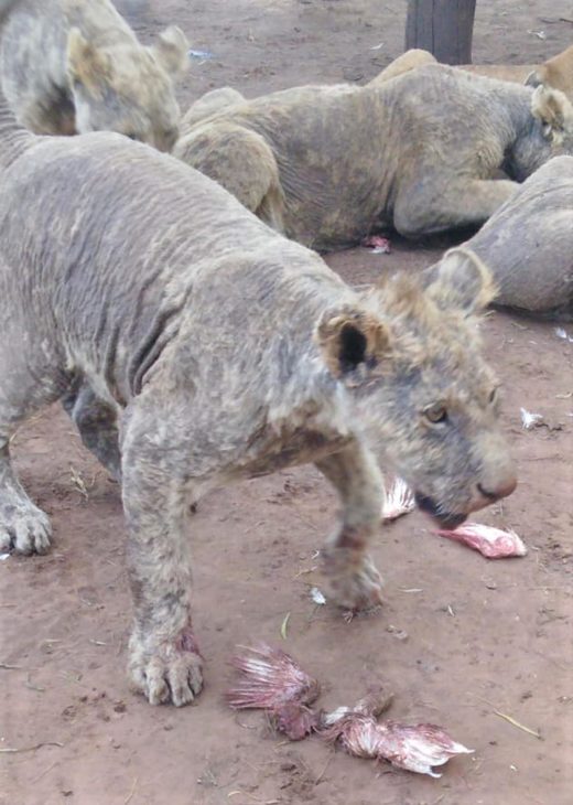 Click to enlarge lions