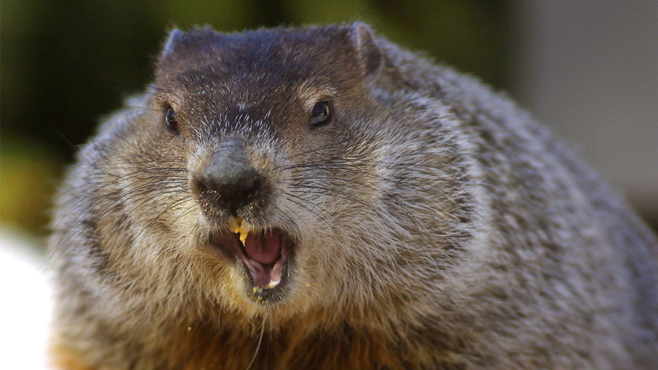 North American marmot