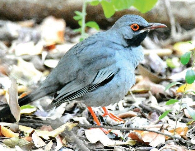 The red-legged thrush is a non-migratory blue-gray bird, found mostly in the Greater Antilles and Bahamas.