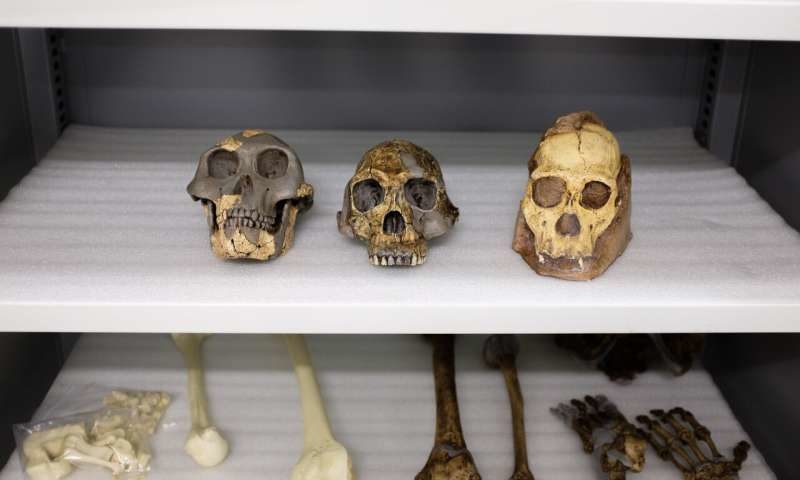 homo fossil skull