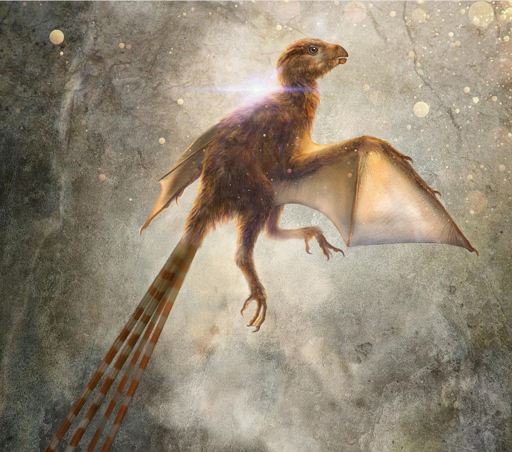 Click to enlarge Ambopteryx