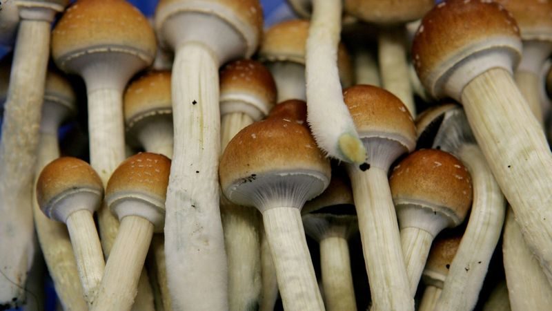 Click to enlarge mushrooms