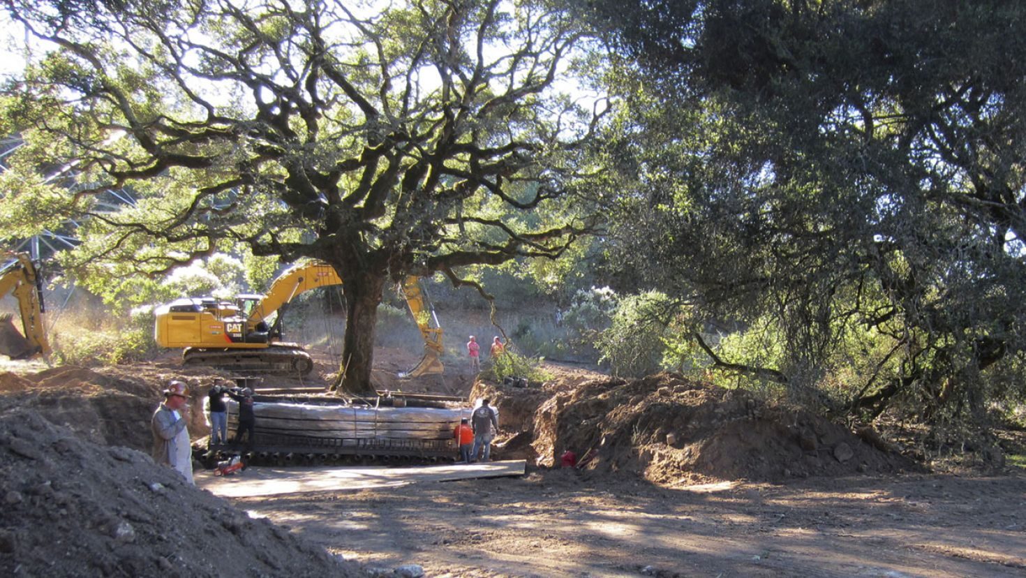 180-year-old oak tree