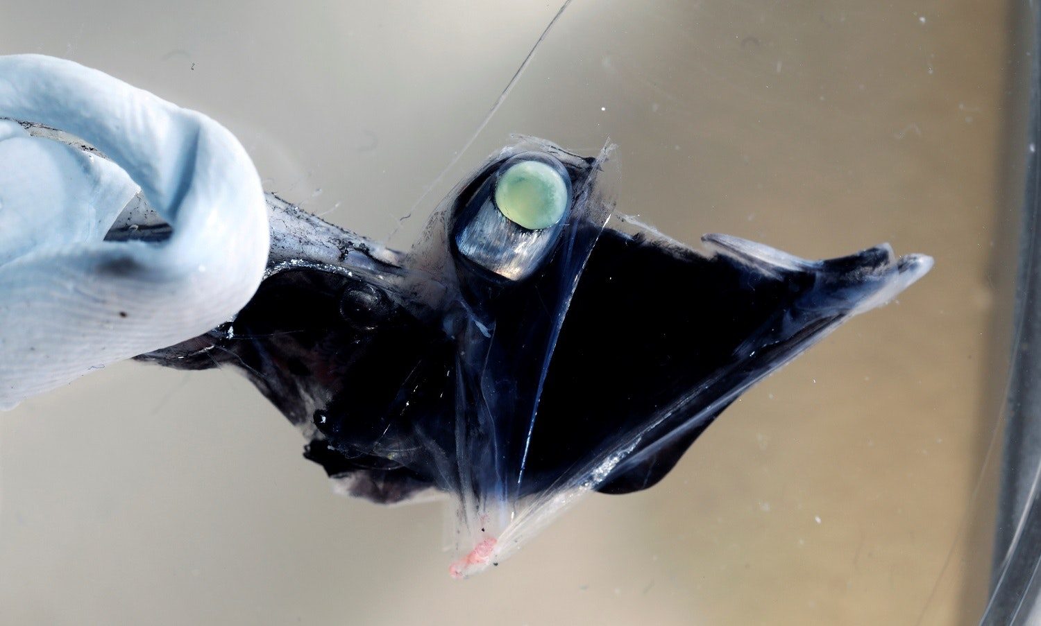 Deep Sea Fish