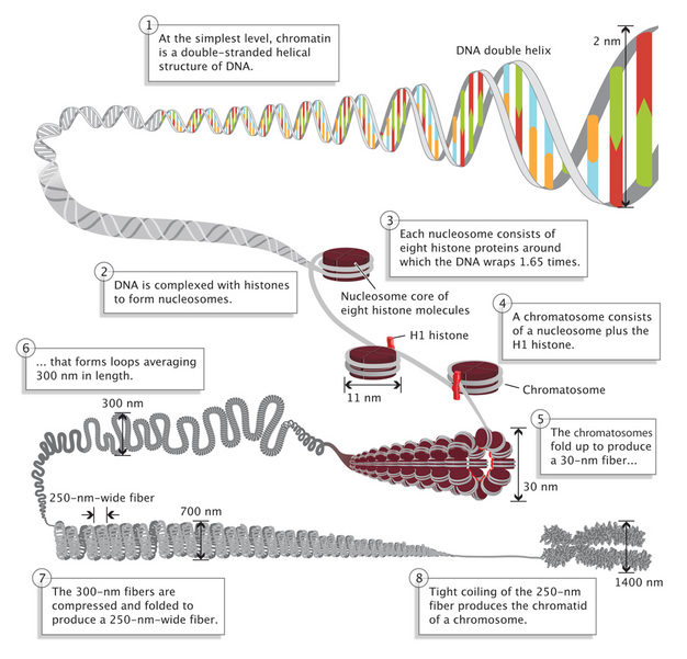 Click to enlarge DNA folding