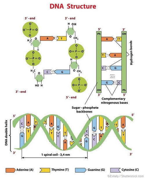 DNA structure