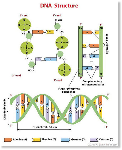 DNA structure