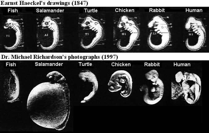 animal human embyros