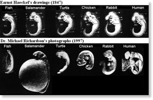 animal human embyros