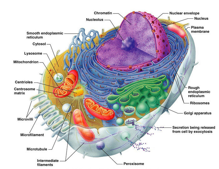 human cell