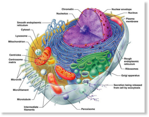 human cell