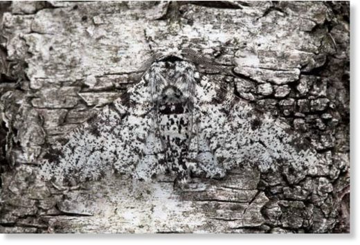 Peppered moth