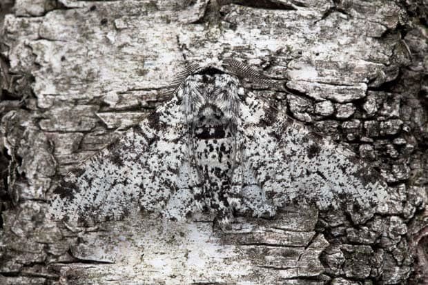 Peppered moth