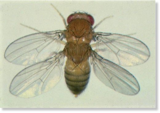 4 wing fruit fly