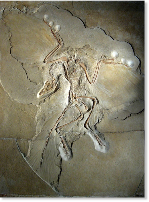 Archaeopteryx