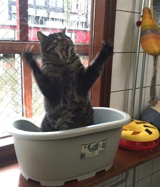 Click to enlarge Cat actor